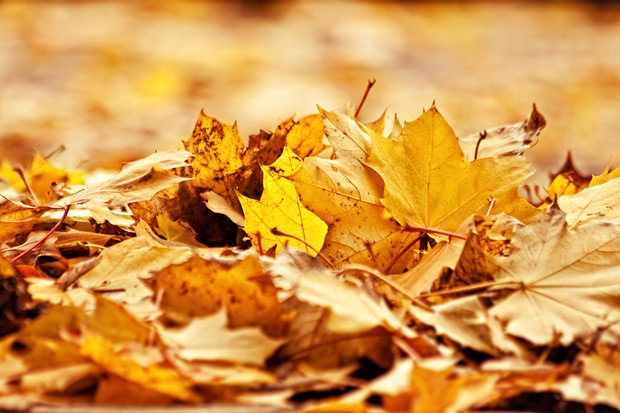 bigstock-Pile-of-dried-leaves-18826868